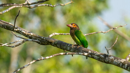 Brown Face Barbet