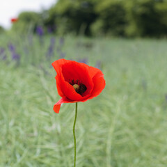 Blooming red poppy on the fields. Poppies on the background of the field.