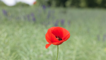 Blooming red poppy on the fields. Poppies on the background of the field.