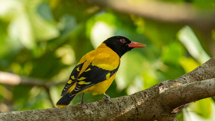 Black headed Oriole