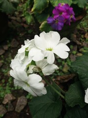 white and pink flowers
