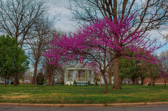 Chaffee Band Stand Under a Redbud.  A bandstand in Circle Park Chaffee is framed by a beautiful blooming redbud tree. 