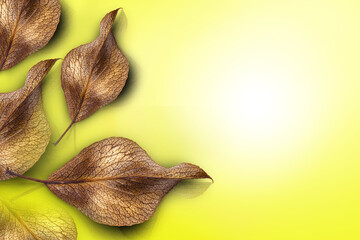 Yellow background with autumn leaves and copy space. Brown leaves. Top view.