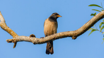 Rosy Starling