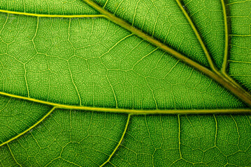 green leaf texture