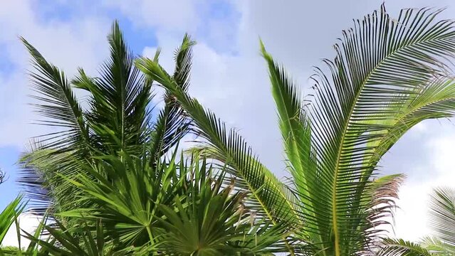 Tropical natural palm tree coconuts blue sky in Mexico.