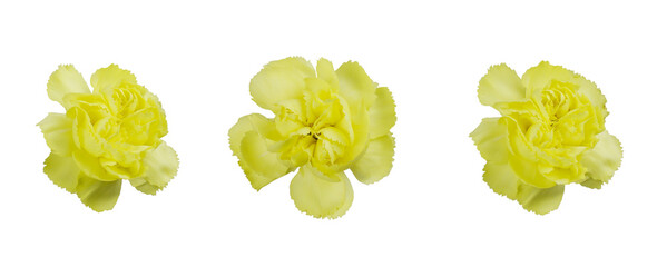 Set of yellow carnation flowers isolated on white or transparent background