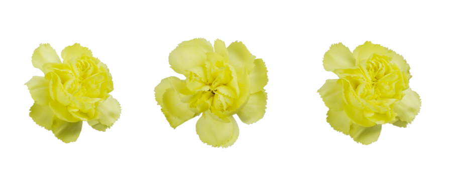 Set of yellow carnation flowers isolated on white or transparent background