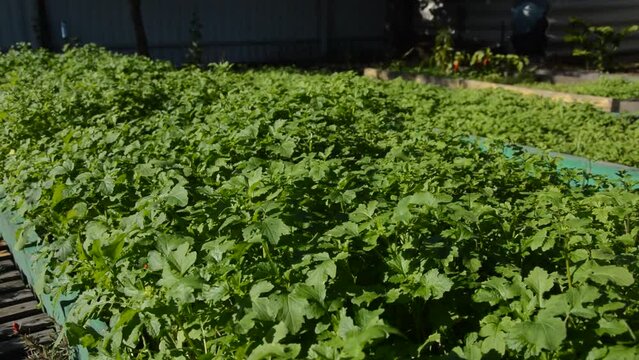 Mustard has grown in the garden and is swaying in the wind