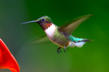 A male ruby-throated hummingbird at our nectar feeder in our garden in Windsor in Upstate NY.