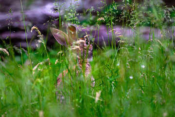 A bunny rabbit that visits our yard each morning has been given the name Strawberry because she spends a lot of time eating them from our Garden in Windsor in Upstate NY