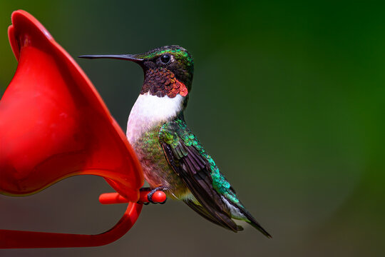 A male ruby-throated hummingbird at our nectar feeder in our garden in Windsor in Upstate NY.