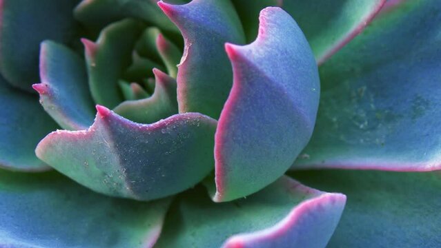 Close up of a cactus. Teal cactus leaves. Tidewater green background. Cactus plant pattern wallpaper