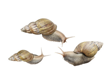 The Snail is isolate on white background.Includ path