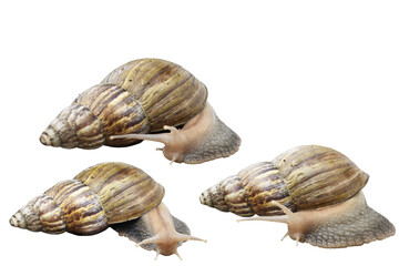 The Snail is isolate on white background.Includ path