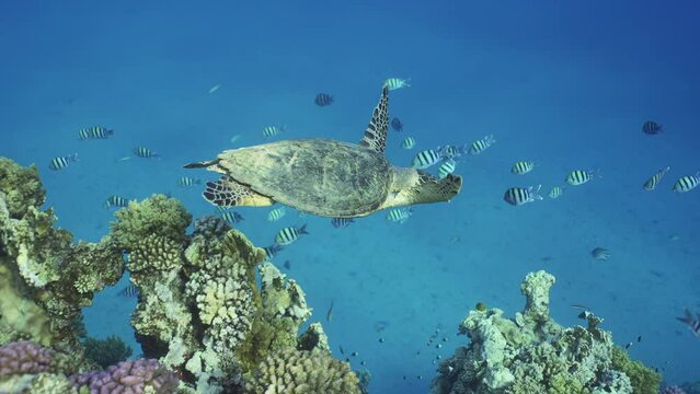 Slow motion, Sea Turtle swim along coral reef in blue water on suny day. Hawksbill Sea Turtle or Bissa (Eretmochelys imbricata) swims above coral reef with colorful tropical fish swimming around it