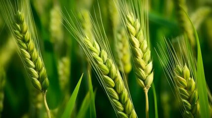 Green Barley and Wheat Field: A Close-Up View of Elite Barley Ears for Food Production. Generative AI