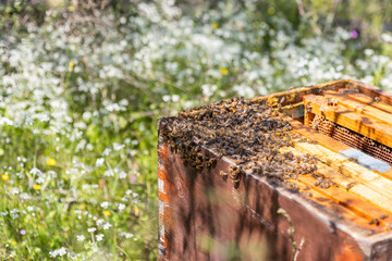 A beehive man-made structure to house a honey bee nest in Greek fields