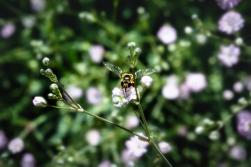 fly on a blossom