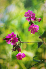 Obraz premium pink blossom in sunlight