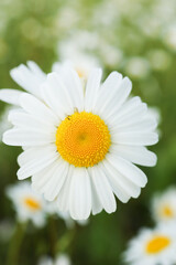 Obraz premium Chamomile flower. Close-up macro photography of a daisy with a single daisy flower in full frame. selective focus