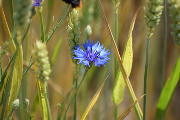 Corn Flower