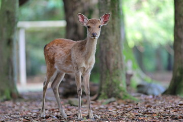 奈良公園のメス鹿