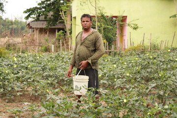 The middle-aged Indian farmer is picking up Okra or okro - Indian Model