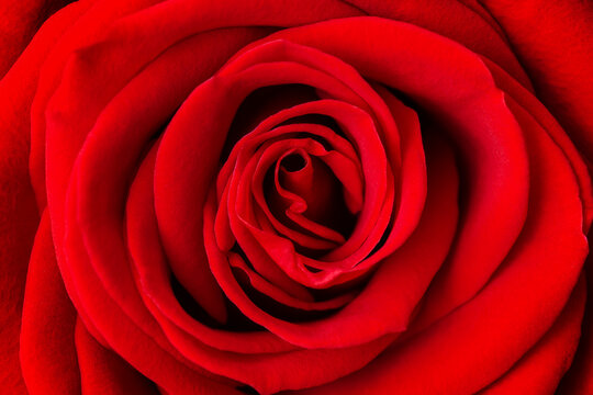 Beautiful red rose flower as background, close up. Macro shot of fresh red rose for background.