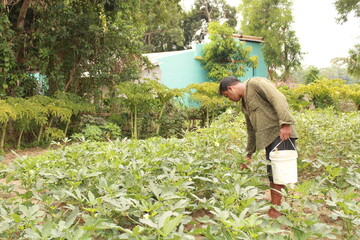 The middle-aged Indian farmer is picking up Okra or okro - Indian Model