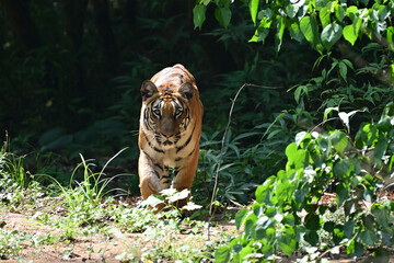 The Royal Bengal tiger is a population of the Panthera tigris tigris subspecies and the nominate...