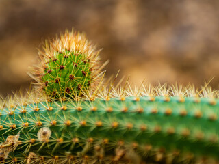 サボテンから小さいサボテンが生える