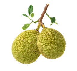 Two jackfruits with leaves  isolated on white background.