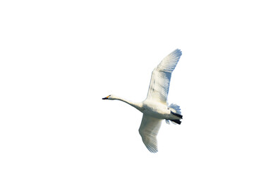 飛翔する白鳥の切抜き画像