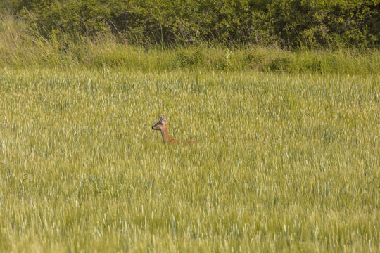 Roe deer in a tall grass during a sunny summer morning