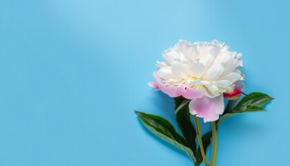 bouquet of peonies in vase on blue background