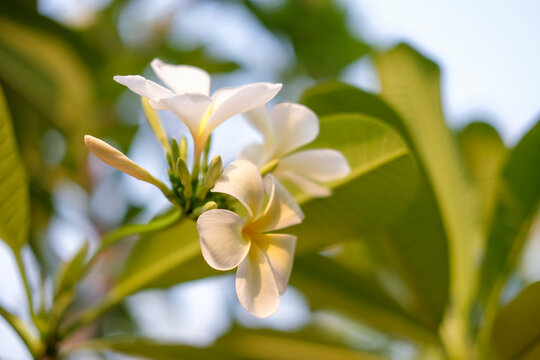 Close-up photo of Frangipani or Plumeria in the garden