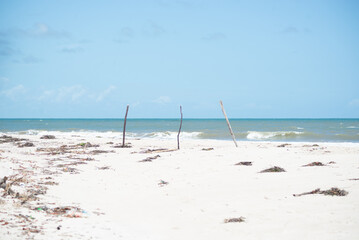 View of old branches on the sands of Guaibim beach