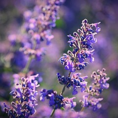 Lavender  (Lavandula). Beautiful blooming purple flower - medicinal plant. Natural colorful background.