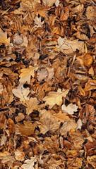 autumn natural background. texture of dry fallen leaves. Fall season concept. Forest ground with autumnal leaves. top view. banner. template for design.