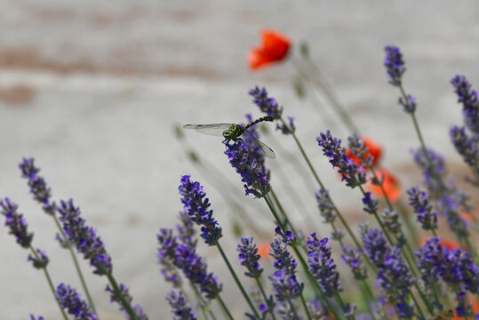 Small pincertail dragonfly (Onychogomphus forcipatus) sitting on lavender in Zurich, Switzerland
