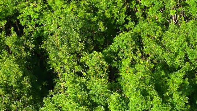 Swaying green branches of trees. High view scene from above, real time, mid shot, hd. ProRes 422 HQ.