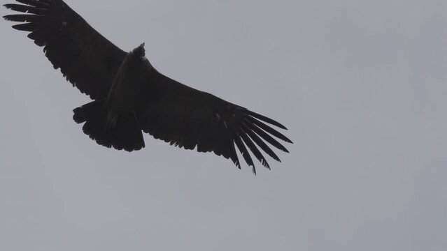 Andean condor, Vultur gryphus, the largest flying birds in the world, majestically soaring over the Colca Canyon in Peru, the deepest gorge on the planet.