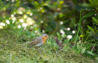 Cute robin on the grass, profile, with green white bokeh background