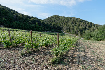 Fototapeta na wymiar Domaine viticole du Cheval Long à Sablet - Vaucluse - France