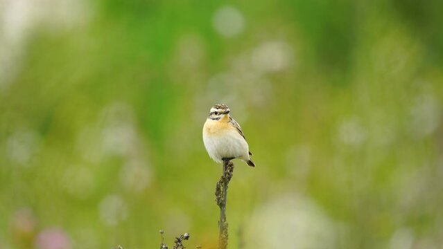 Wildlife &ndash; birds. The Whinchat (Saxicola rubetra) breeds in a wide variety of habitats, such as wet meadows, heaths, open fields, shrubs, which contain a large number of insects.