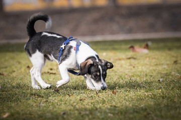 Dog is running on the island in nature. He was in center of Prague. She is so patient model.