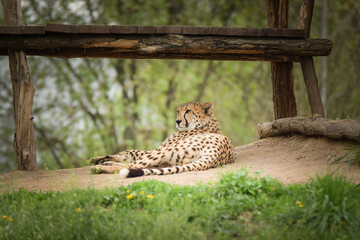 a cheetah sleeping in its enclosure. Spring day at the zoo
