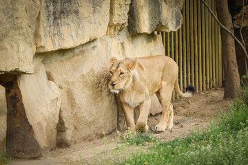 Lion in zoo habitat in the Czech republic. Portrait of beautiful lion in zoo habitat.