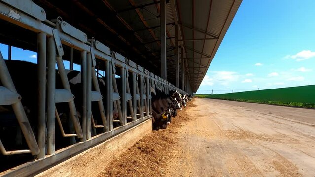 Herd of cows in a pen having lunch.